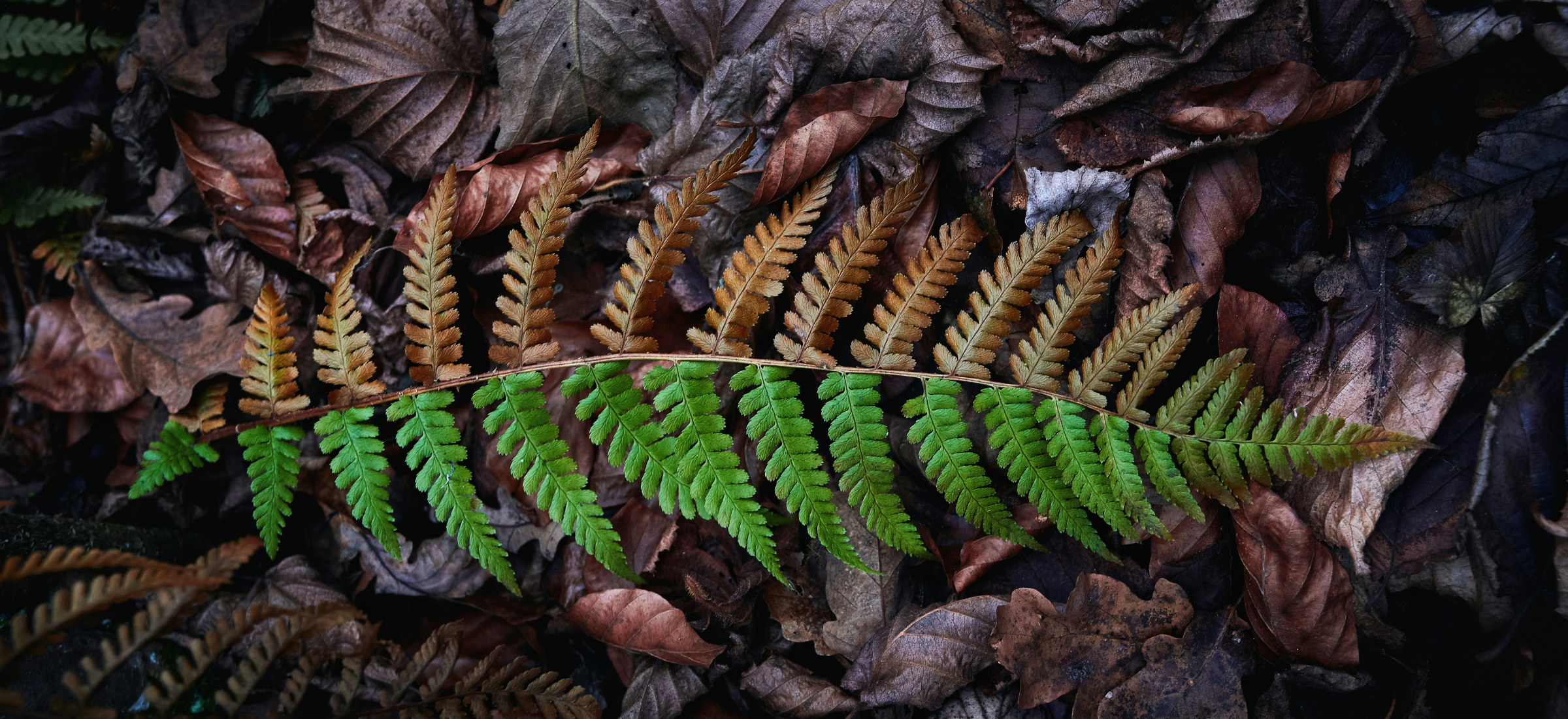 Décider en conscience, non dans le déni.