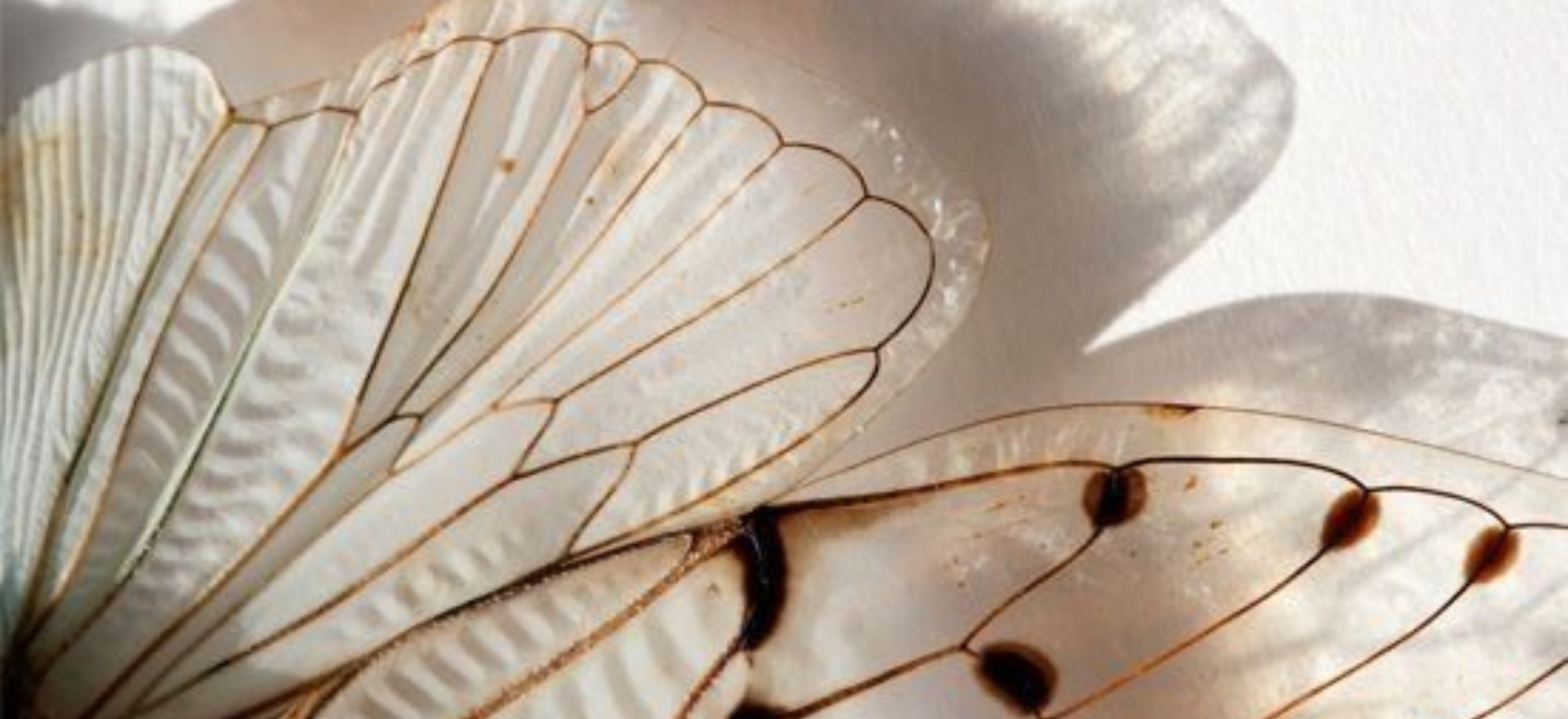La flambeuse & la fourmi : quand le plaisir des femmes dérange